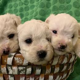 Male 3 - White male Bichon Frise puppy in Brainerd, Minnesota from ACC Ranch