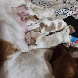 Basset Hound Puppies from Hilliards Basset Hound Buddies