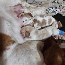 Basset Hound Puppies from Hilliards Basset Hound Buddies