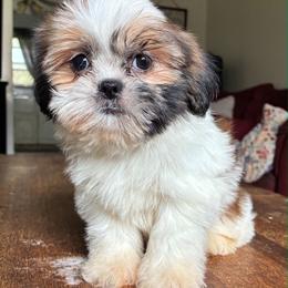 Raya - Brindle female Shih Tzu puppy in Stroudsburg, Pennsylvania from Puppyville Pa Shih Tzu & frenchies