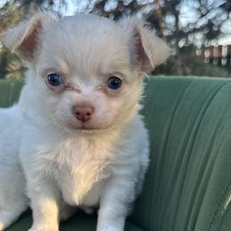Simon - Cream and white male Chihuahua puppy in Northboro, Iowa from So Sweet Chihuahuas