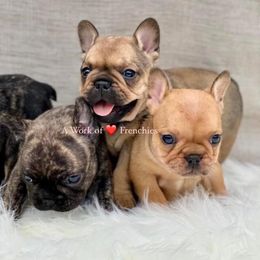 French Bulldog Puppies from Timeka Mayfield's French Bulldogs
