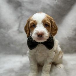 Linguine - Parti male Goldendoodle puppy in Williamson, New York from Lakeside Doodles