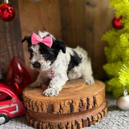 Bougie - Parti female Yorkshire Terrier puppy in Howe, Oklahoma from Ray Holder