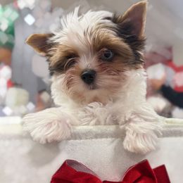 Dior - Chocolate, tan and white male Yorkshire Terrier puppy in Concord, California from Puppy Boutique