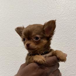 8000 - Exclusive- Senator - Chocolate brindled fawn male Chihuahua puppy in Burleson, Texas from Tiny Diiamond Chihuahua