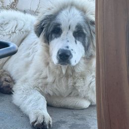 Po - Badger male Colorado Mountain Dog puppy in Cotopaxi, Colorado from Once Upon A Moose (OUM)