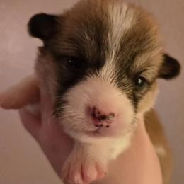 Happy - Sable male Pembroke Welsh Corgi puppy in Citrus Heights, California from The Joy of Corgis
