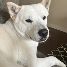 Jindo All Grown Up from Hwarang Kennel Korean Jindo | 화랑 진돗개