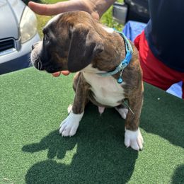 Blue - Brindle male Boxer puppy in Newark, Ohio from S & B Boxers