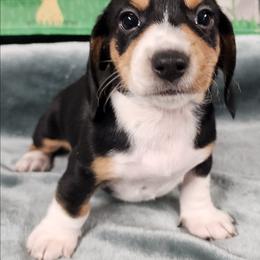 Toby - Black and tan male Dachshund puppy in Anaconda, Montana from Williams Family Dachshunds