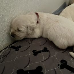 Girl 4 - Golden Retriever puppy in South Carolina from Carolina Point Retrievers