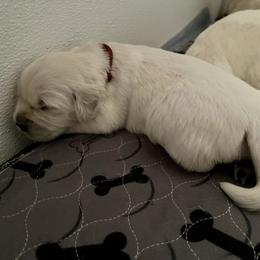 Girl 4 - Golden Retriever puppy in South Carolina from Carolina Point Retrievers