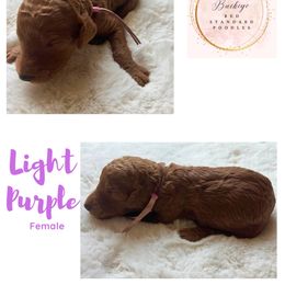 Light Purple - Female - Red  female Poodle puppy in Lima, Ohio from Buckeye Red Standard Poodles