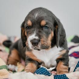 Mauve - Blue tan and white female Basset Hound puppy in Knoxville, Tennessee from Well Hounded Bassets