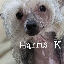 Chihuahuas and Chinese Cresteds from Harris K-9's