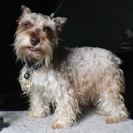 Miniature Schnauzers from Carolyn's Miniature Schnauzers