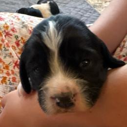 Rimi - Black and white male English Springer Spaniel puppy in St Johnsbury, Vermont from Paradise Valley Springers