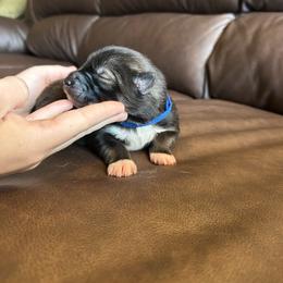 Blue - Sable and white male Siberian Husky puppy in Virginia Beach, Virginia from Fly Siberian