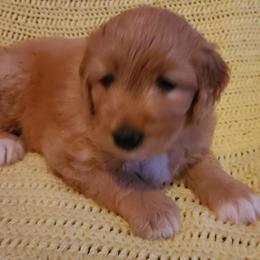 Bernedoodle Puppies from Sanchez Bernedoodle Puppies