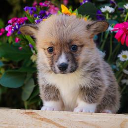 Jessie - Fawn female Pembroke Welsh Corgi puppy in Caliente, California from Rafter Cross 7