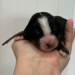 Light Blue Collar Girl - Black rust and white female Bernese Mountain Dog puppy in Herriman, Utah from Shaggy Mountain Pups LLC