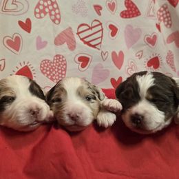 Miniature American Shepherd puppies from Maple Lane Miniature American Shepherd