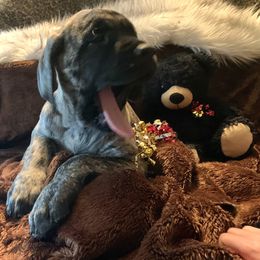 Mastiff Puppies from Eagle Pond Mastiffs