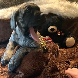 Mastiff Puppies from Eagle Pond Mastiffs