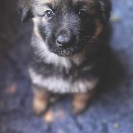 Girl 2 - Black and tan German Shepherd puppy in Salisbury Ctr, New York from Harris German Shepherds