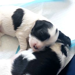 Girl 2 - Cavapoo puppy in Maryland from Carlson Cavapoos