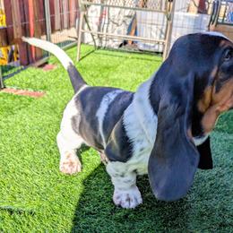 Arthur- Light Blue Collar - Black white and tan male Basset Hound puppy in Duchesne, Utah from HI Desert Hounds