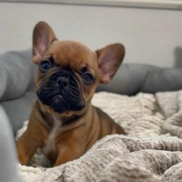 Boy 2 - Fawn male French Bulldog puppy in Miami, Florida from Oceanside French Bulldogs