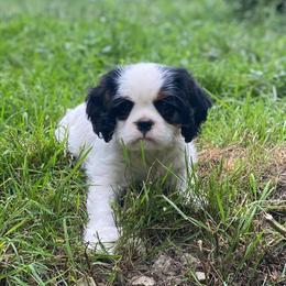Cavalier King Charles Spaniel Puppies from Snowtrain Cavaliers