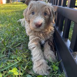 Boone - Apricot male Aussiedoodle puppy in Claremont, North Carolina from Magnolia Grove Farms
