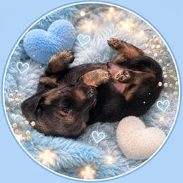 Winston - Black and cream male Dachshund puppy in Proctor, Montana from Blue Star Dachshunds