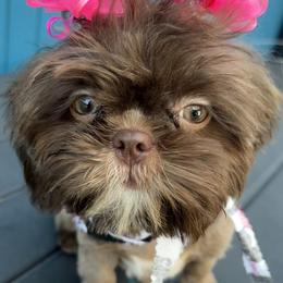 Shih Tzu Puppies from Mosley Kennel Shih Tzu