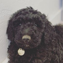 Cockapoos, Cocker Spaniels, and Poodles from Desert Puppies