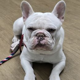 Snoopy - French Bulldog