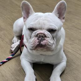 Snoopy - French Bulldog