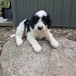 Tye - Black and white male Bernedoodle puppy in Beach City, Ohio from Blue Cloud Doodles