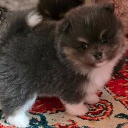 Adkpom Olivia AKC registered 3500 - Blue and tan parti female Pomeranian puppy in Gloversville, New York from ADKPOM Adirondack Pomeranians