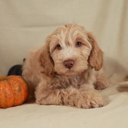 Lucy - Cream female Aussiedoodle puppy in Colonial Beach, Virginia from Bristol Mine Kennels