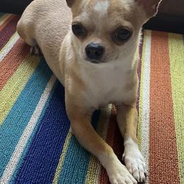 Chrome - Chihuahua