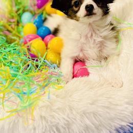 Papillon Puppies from Champagne Posh Papillons