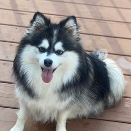 Trixy - Pomsky