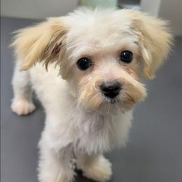 Auggie - Cream male Maltipoo puppy in Lebanon, Kentucky from Mosaic Merle Doodles