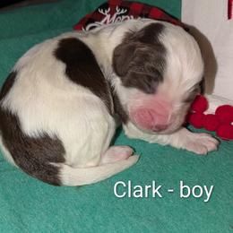 Clark - Brown and white male Aussiedoodle puppy in Pamplin, Virginia from Hope & Joy Acres