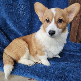 Chai - Red female Pembroke Welsh Corgi puppy in Castle Rock, Washington from Heckman Corgis