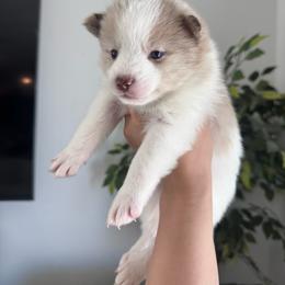 Paisley - Lavender female Pomsky puppy in Goodyear, Arizona from Velvet Pomskies